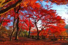 尾関山公園