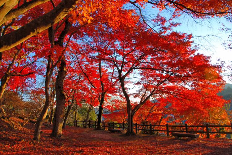 尾関山公園