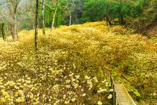 虫居谷ミツマタ群生地