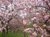 造幣局広島支局「花のまわりみち」