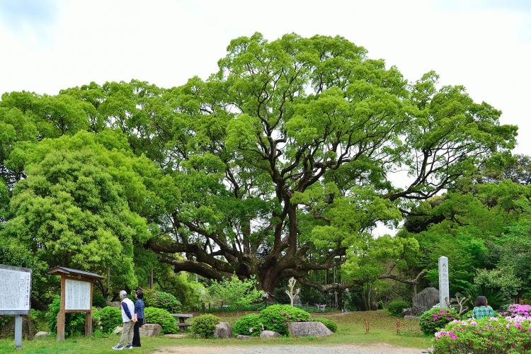 川古のクス
