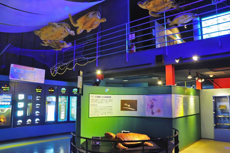 日和佐うみがめ博物館カレッタ