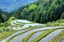 樫原の棚田