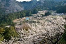 阿川梅の里