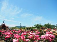 よしうみバラ公園