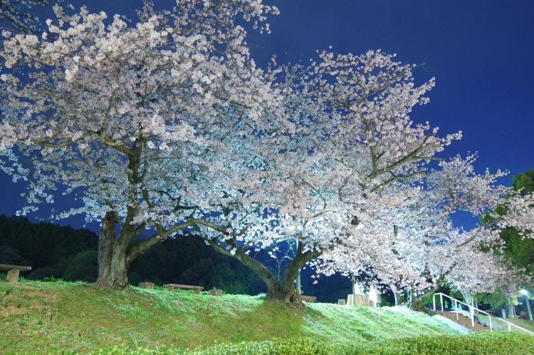 滝の宮公園 ドライブコンサルタント