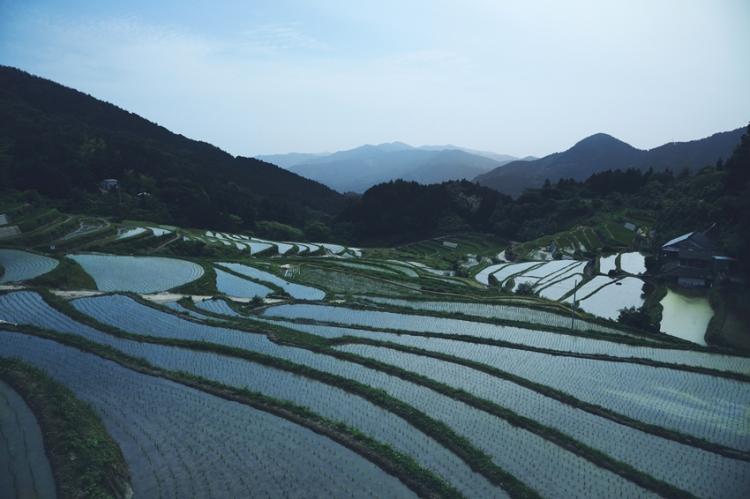 樫谷の棚田