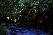 龍王橋