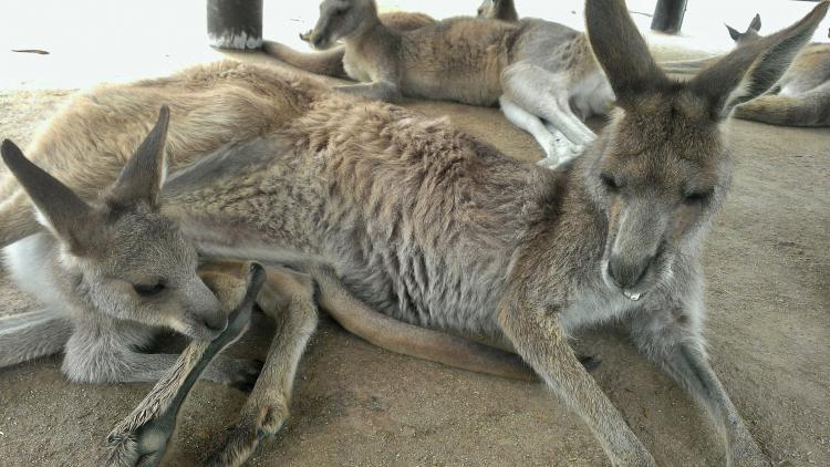 響灘緑地グリーンパーク