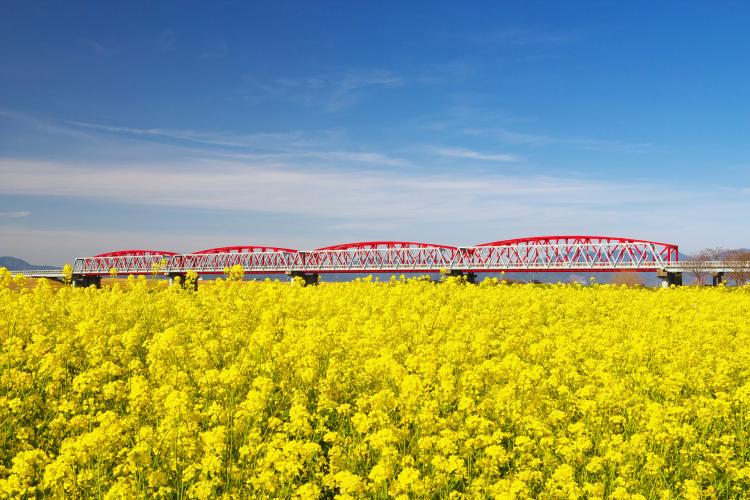 筑後川の菜の花