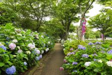 若松あじさい祭り