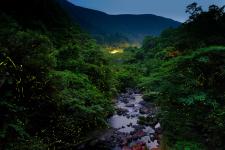 岩屋川内川の蛍