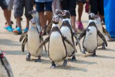 長崎ペンギン水族館