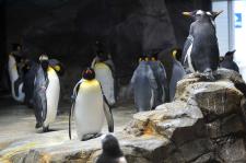 長崎ペンギン水族館