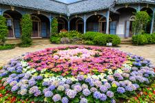ながさき紫陽花（おたくさ）まつり