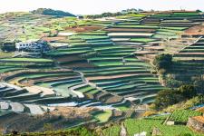 南串山町の棚田