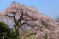 田ノ頭郷のしだれ桜