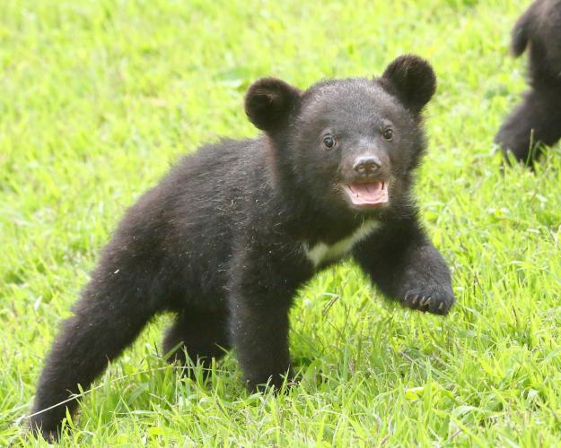 阿蘇カドリードミニオン