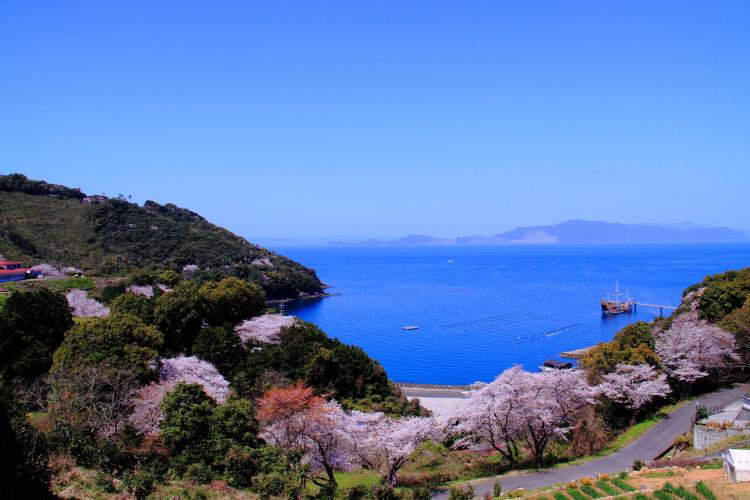 湯の児チェリーライン