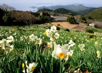 遠見山すいせん公園