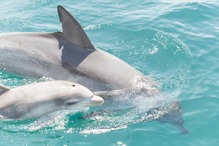 天草イルカウォッチング