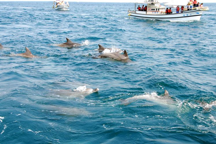 天草イルカウォッチング