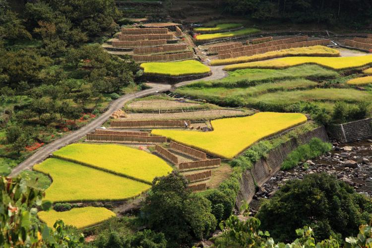 松谷棚田