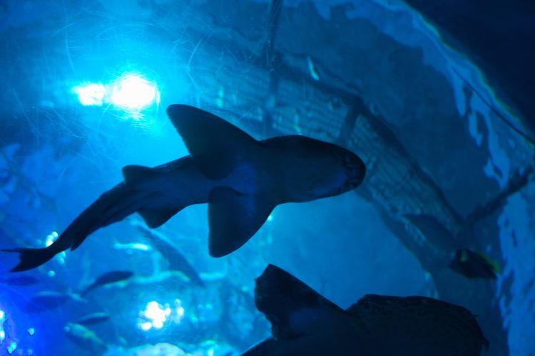 大分マリーンパレス水族館うみたまご