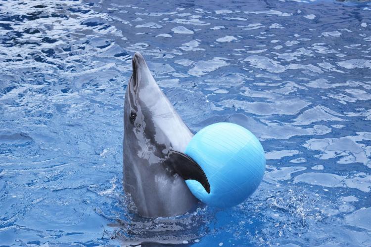 大分マリーンパレス水族館うみたまご