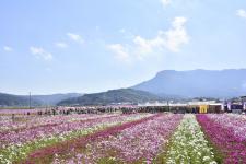 三光コスモス園