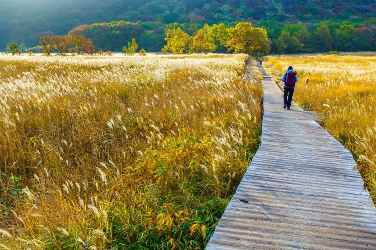 タデ原湿原(長者原)