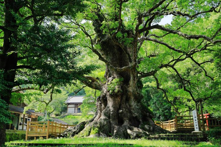 蒲生の大クス(蒲生八幡神社)