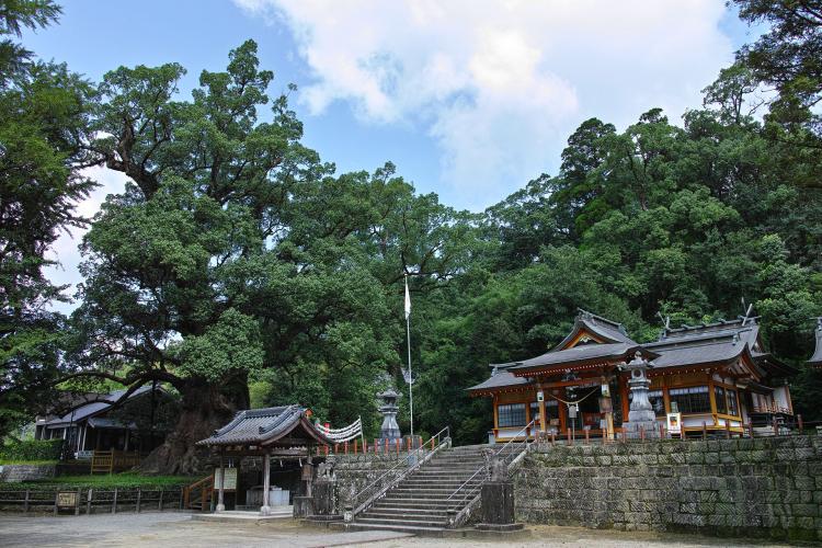 蒲生の大クス(蒲生八幡神社)