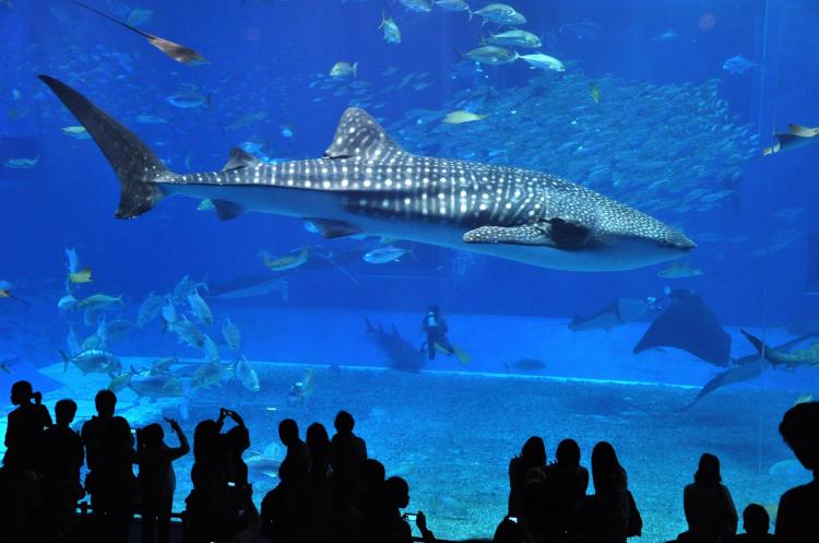美ら海水族館(海洋博公園)