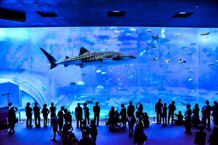 美ら海水族館（海洋博公園）