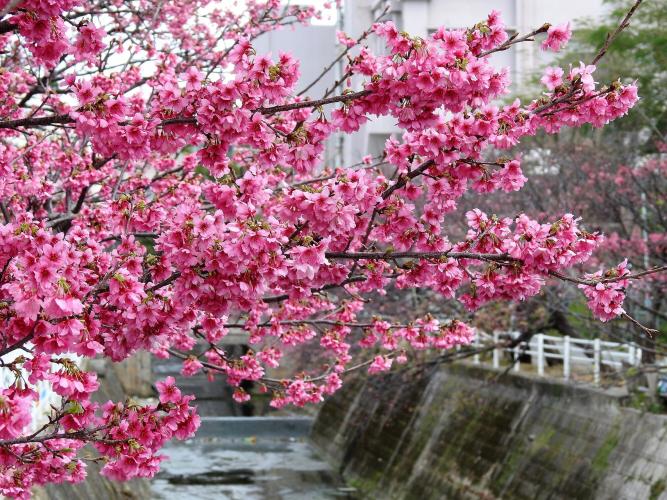 与儀公園 ドライブコンサルタント 与儀公園 ドライブコンサルタント