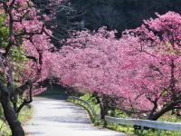 八重岳の桜並木