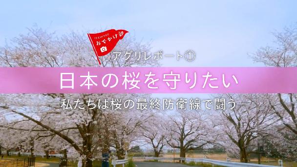 アグリレポート①【群馬県巴楽町・日本の桜を守りたい】篇