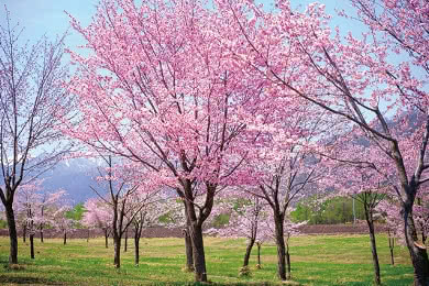 桜六花公園 桜坂 ドライブコンサルタント
